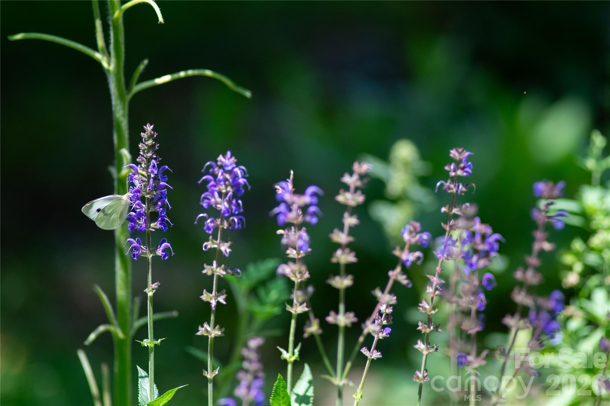 109 Paradise Circle Clyde, NC 28721 - Photo 28 of 33