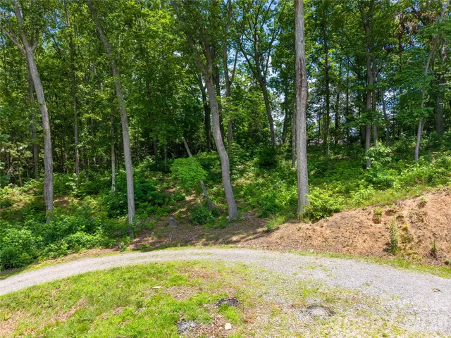 a view of a road with plants and trees