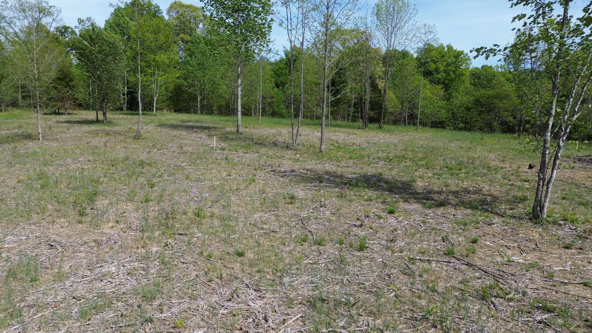 0 Dividing Ridge Road Goodlettsville, TN 37072 - Photo 9 of 10 a view of outdoor space with trees