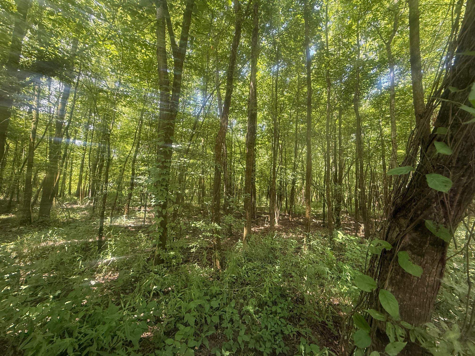 7 Coffee Landing Road Adamsville, TN 38310 - Photo 7 of 15 View of woods