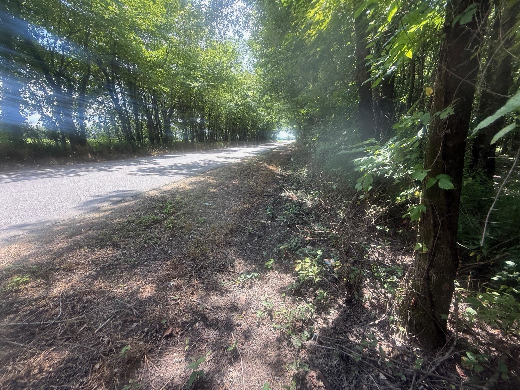 7 Coffee Landing Road Adamsville, TN 38310 - Photo 8 of 15 View of asphalt street
