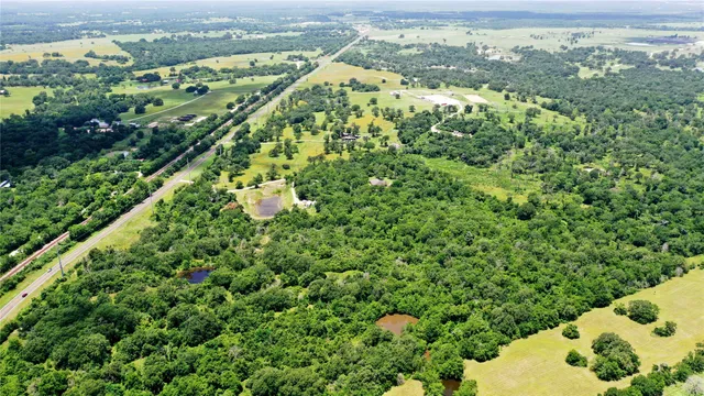 a view of a bunch of plants