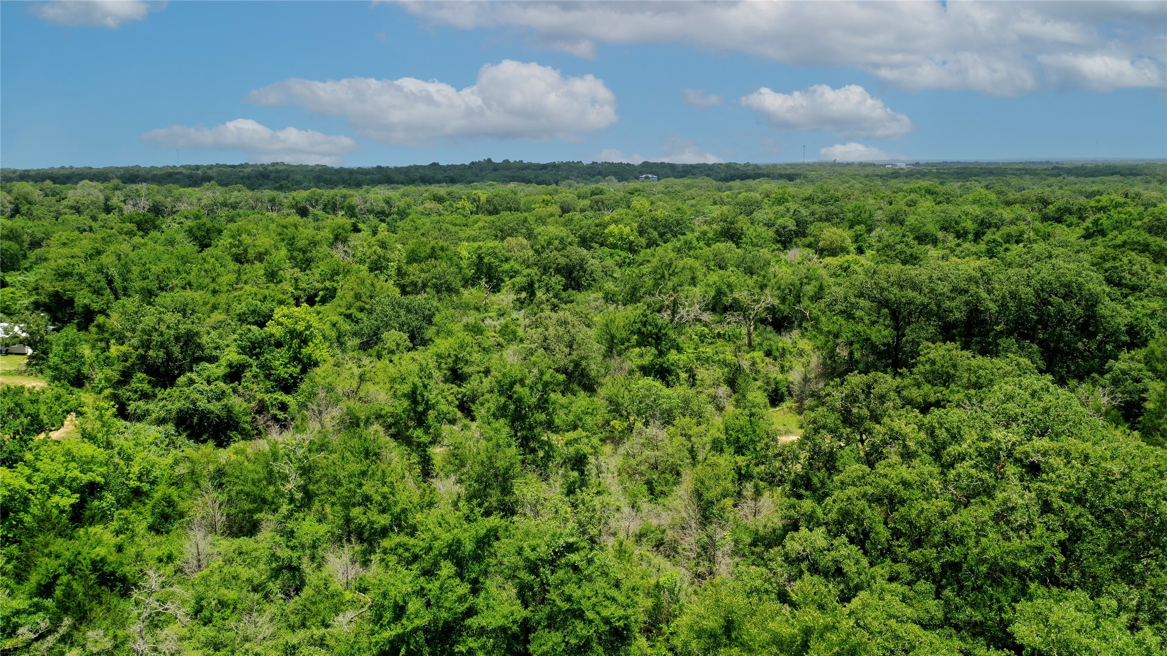 Tbd Tbd Fm-2154 Navasota, TX 77868 - Photo 14 of 27 a view of a bunch of plants