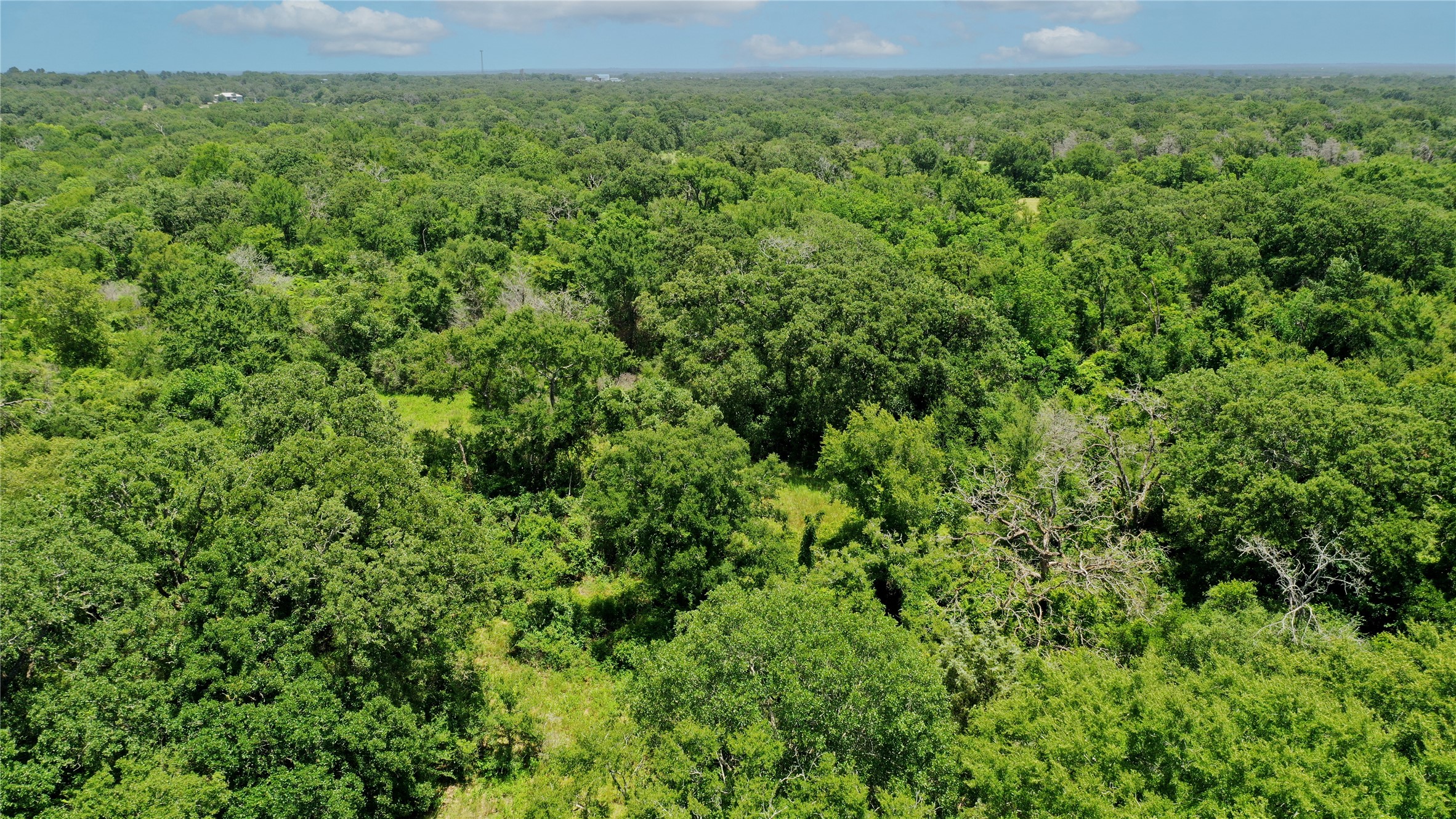 Tbd Tbd Fm-2154 Navasota, TX 77868 - Photo 16 of 27 a view of a green field with lots of bushes
