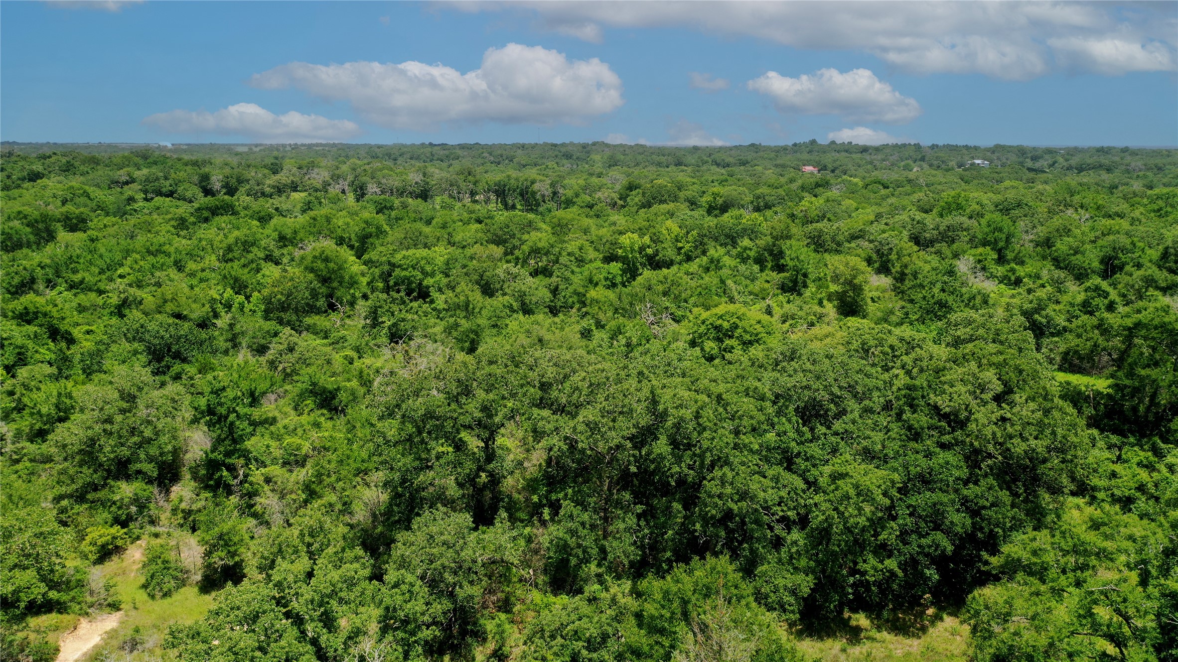 Tbd Tbd Fm-2154 Navasota, TX 77868 - Photo 18 of 27 a view of a bunch of trees and bushes