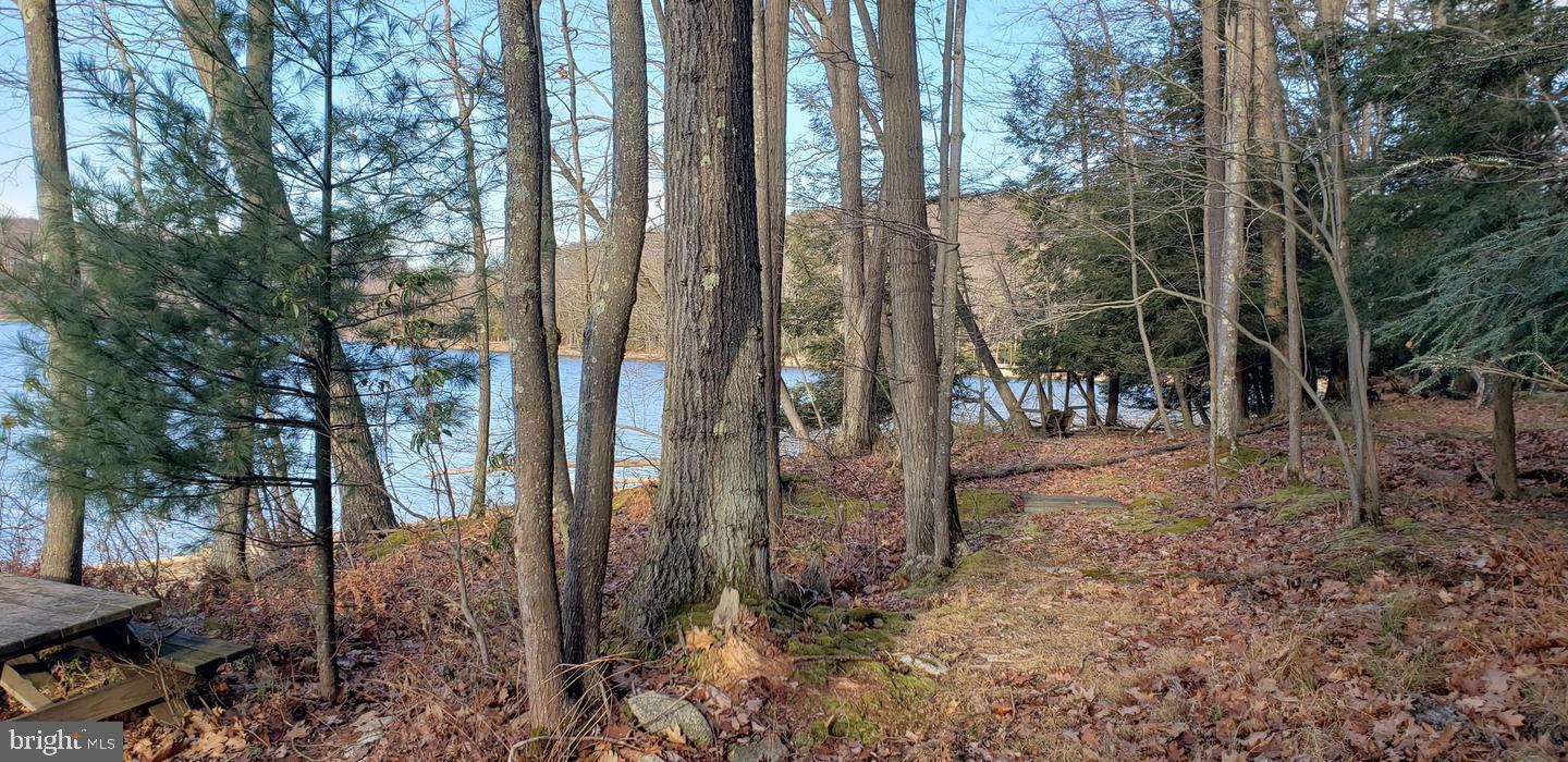 Edgewater Drive, Unit 4 Oakland, MD 21550 - Photo 12 of 16 a view of a forest