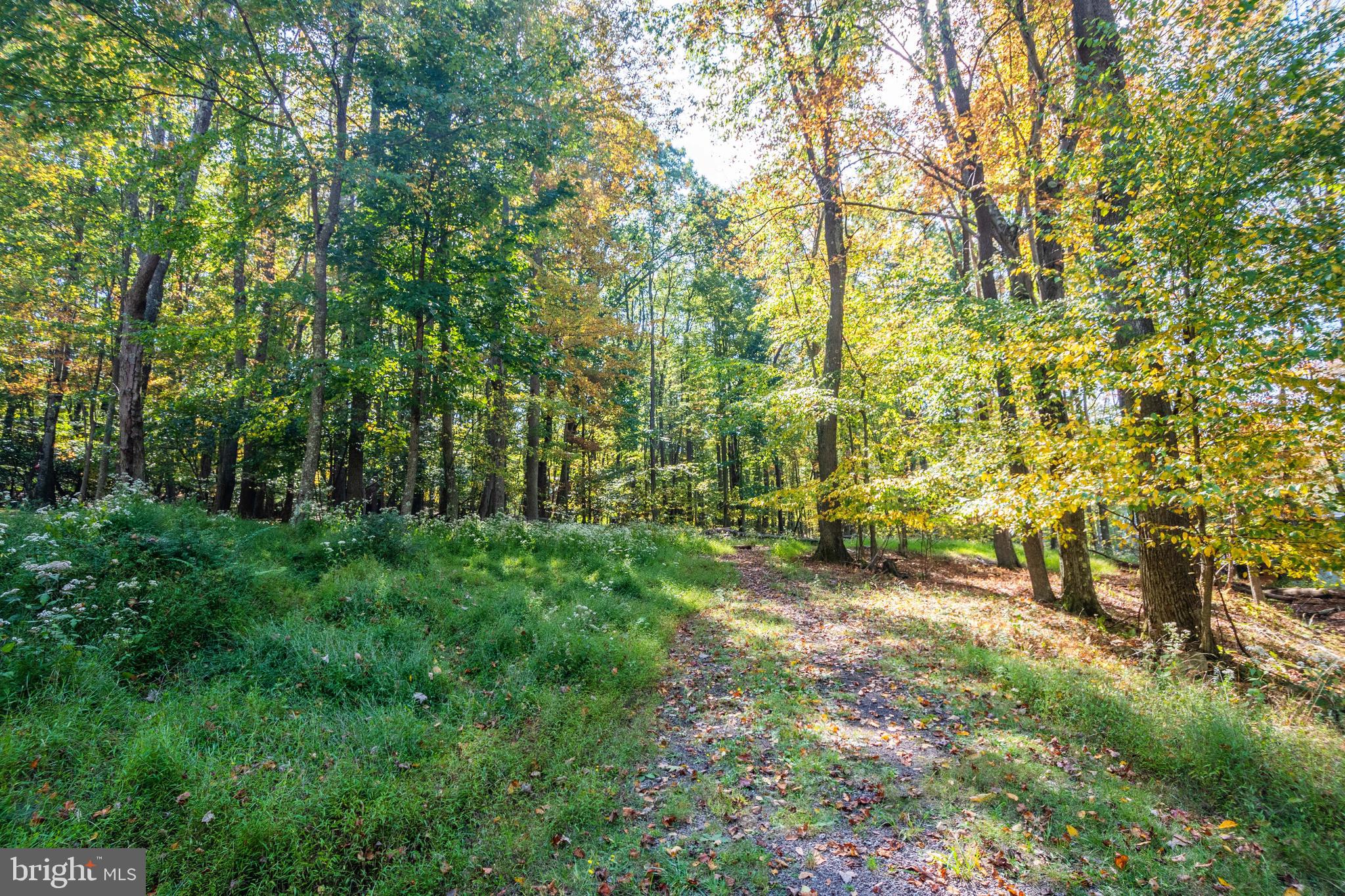 Edgewater Drive, Unit 4 Oakland, MD 21550 - Photo 15 of 16 a view of a yard with plants and large trees