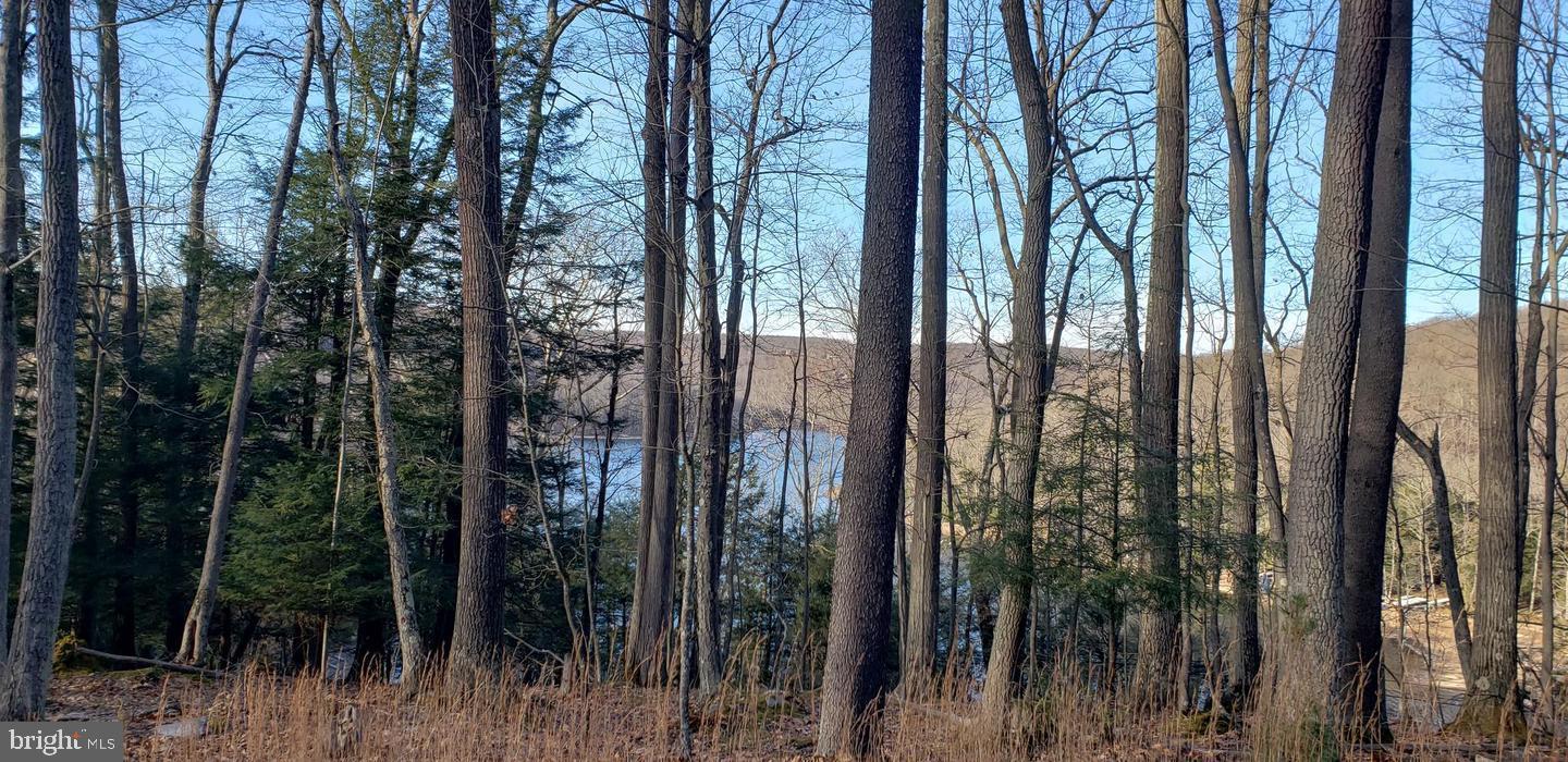 Edgewater Drive, Unit 4 Oakland, MD 21550 - Photo 9 of 16 a view of a forest