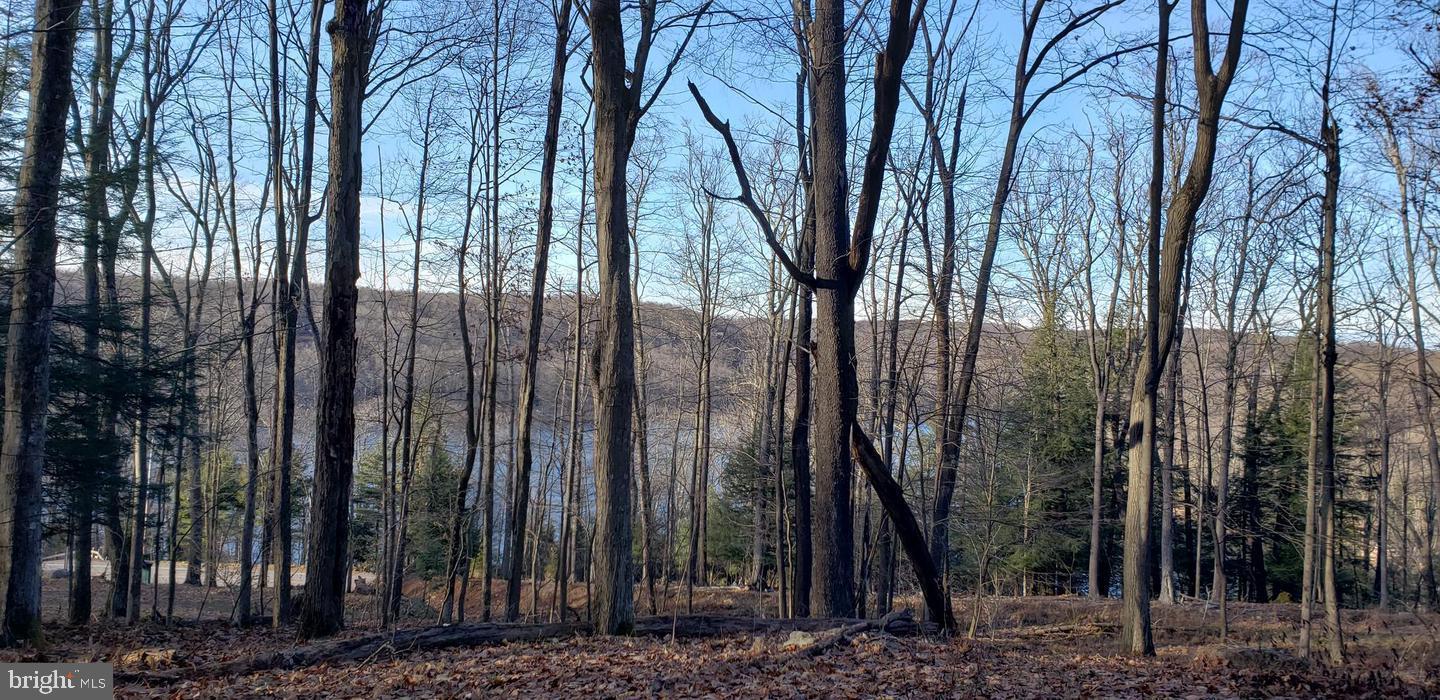 Edgewater Drive, Unit 4 Oakland, MD 21550 - Photo 10 of 16 a view of a backyard with large trees and wooden fence