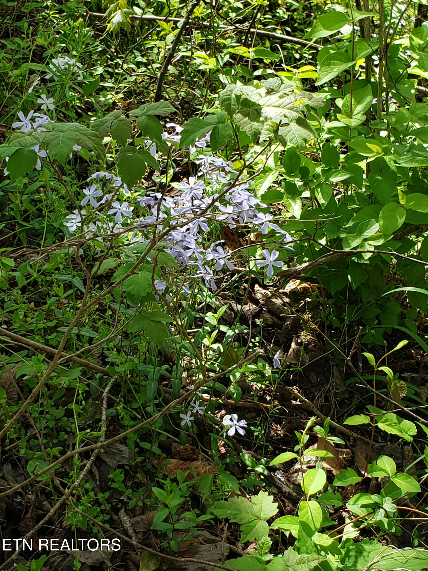 397 Moore Hollow Road Newport, TN 37821 - Photo 2 of 6 Photo 2