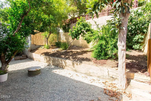 a view of a yard with plants and large trees