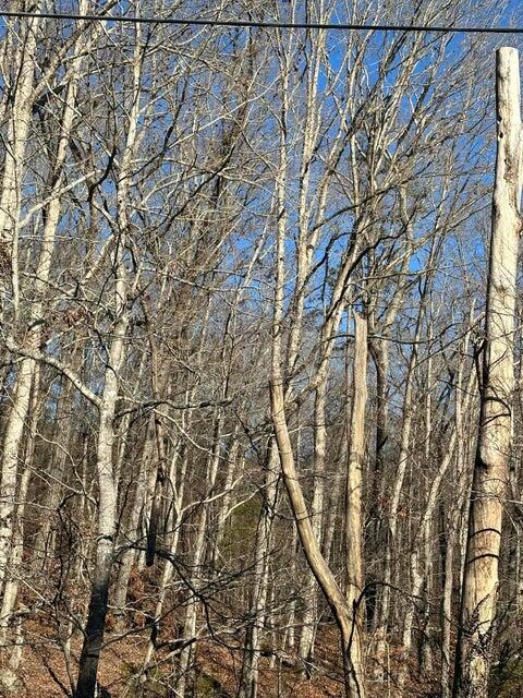 Lot 2 Lower River Road Northwest Charleston, TN 37310 - Photo 2 of 4 20241127184409590031000000-o