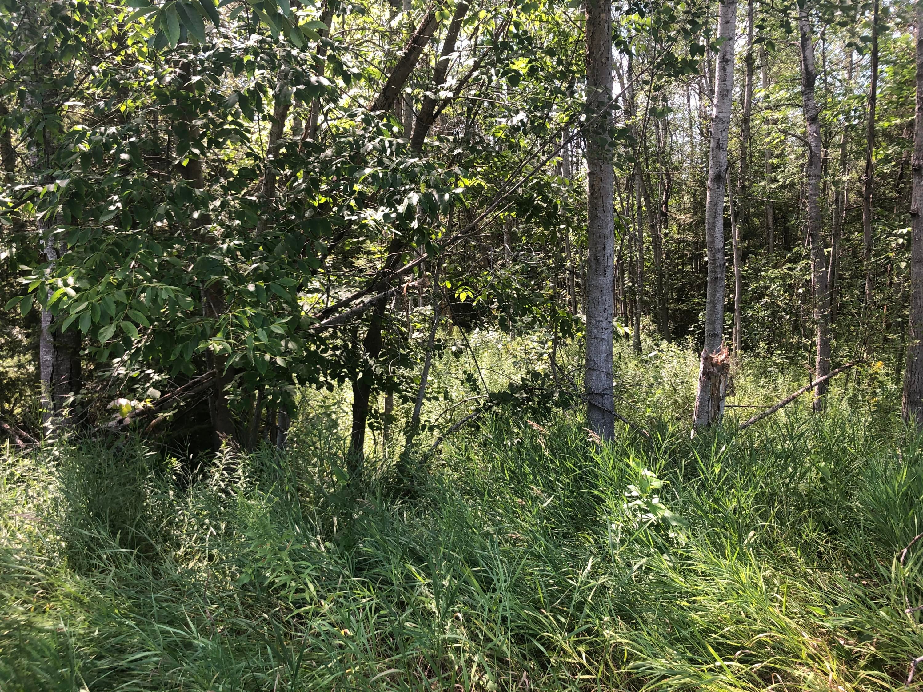 Loon Lane Lachine, MI 49753 - Photo 12 of 14 Gallery Image 12