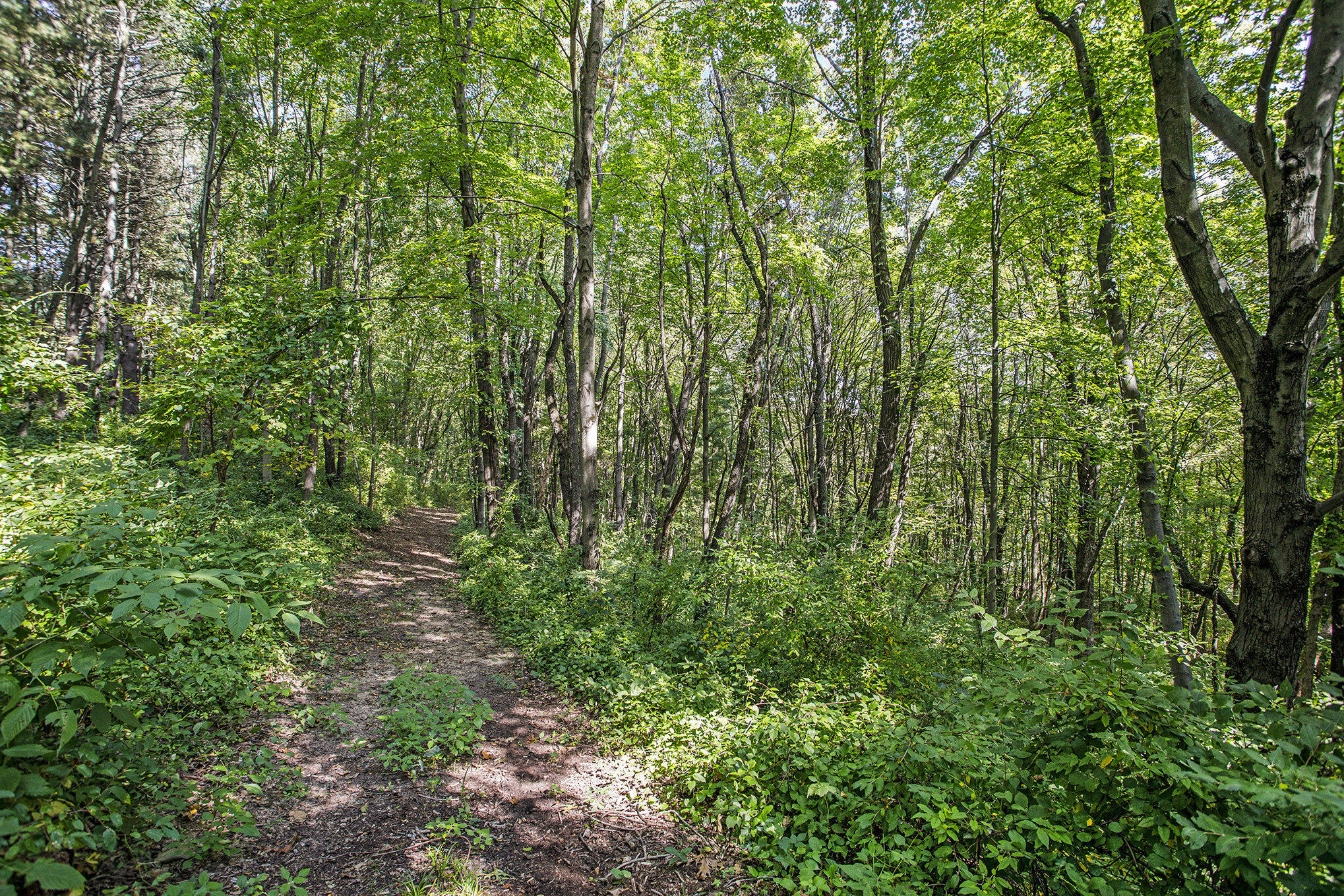 7606 North 46th Street Augusta, MI 49012 - Photo 50 of 62 019__90a3689_532