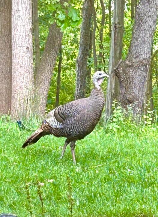 7606 North 46th Street Augusta, MI 49012 - Photo 55 of 62 46th6