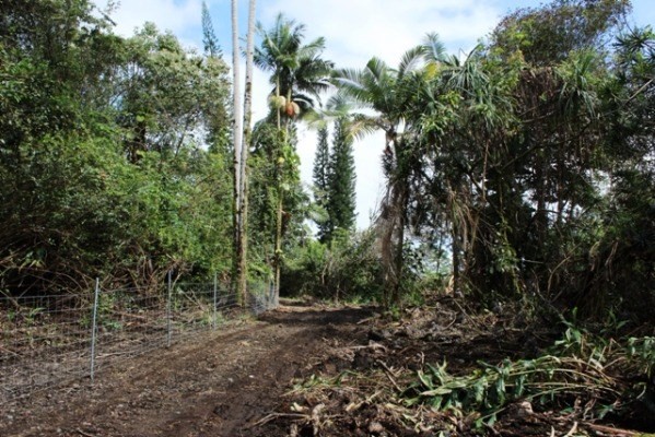 17-1095 Volcano Road Mountain View, HI 96771 - Photo 3 of 25 Gallery Image 3