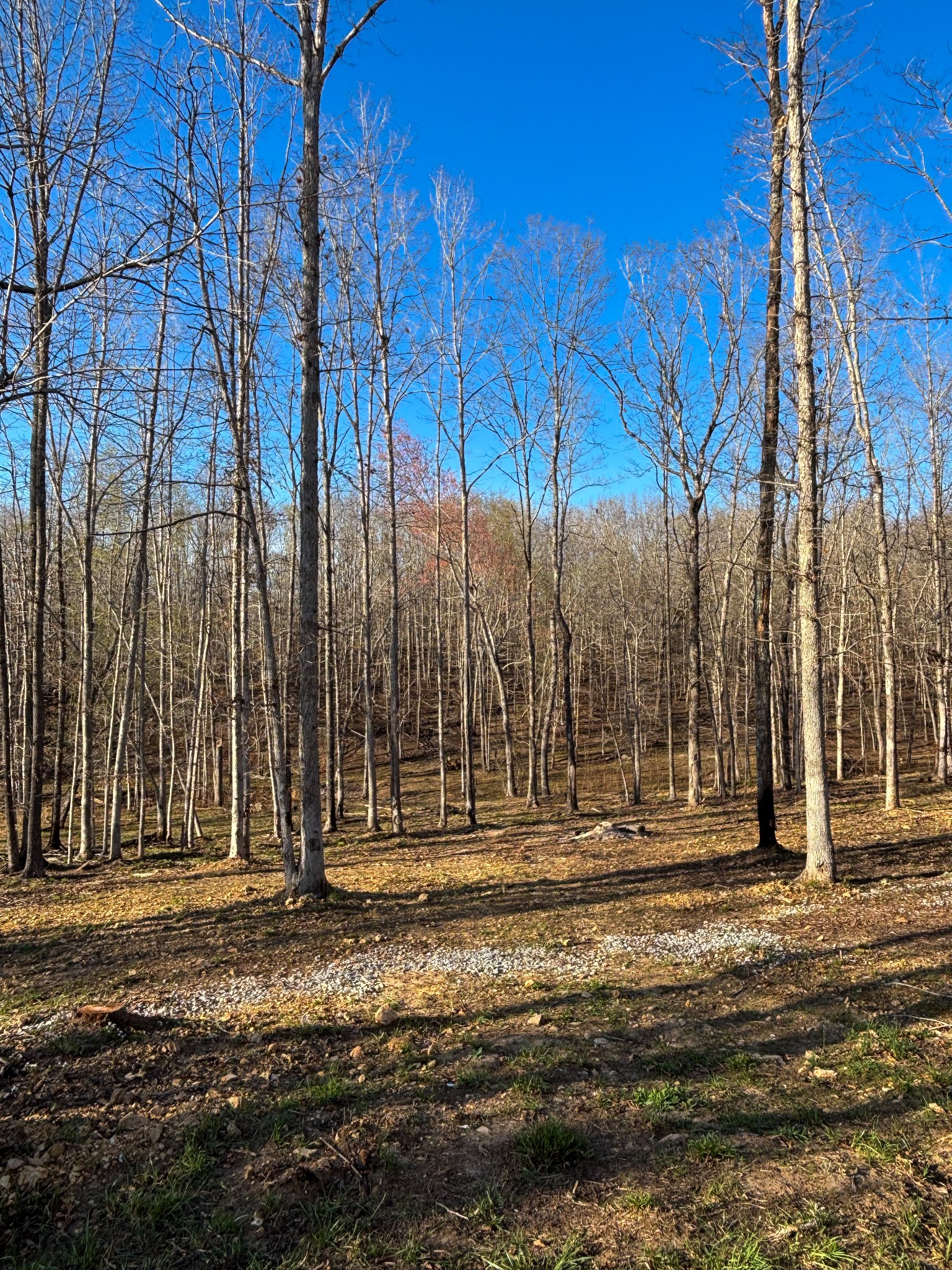 177 Quail Hollow Road Summertown, TN 38483 - Photo 14 of 15 a view of outdoor space with city view