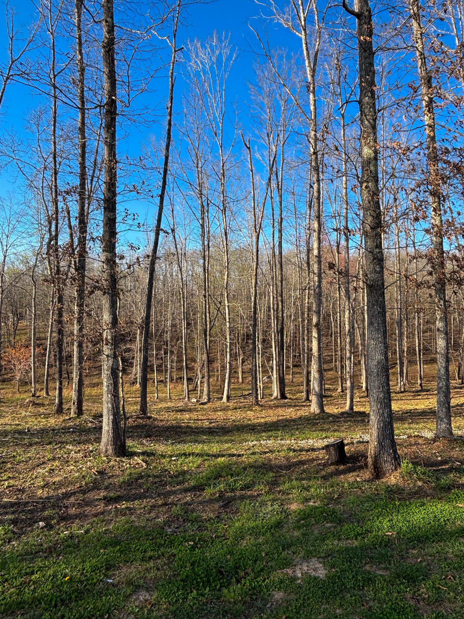 177 Quail Hollow Road Summertown, TN 38483 - Photo 15 of 15 a view of park with large trees