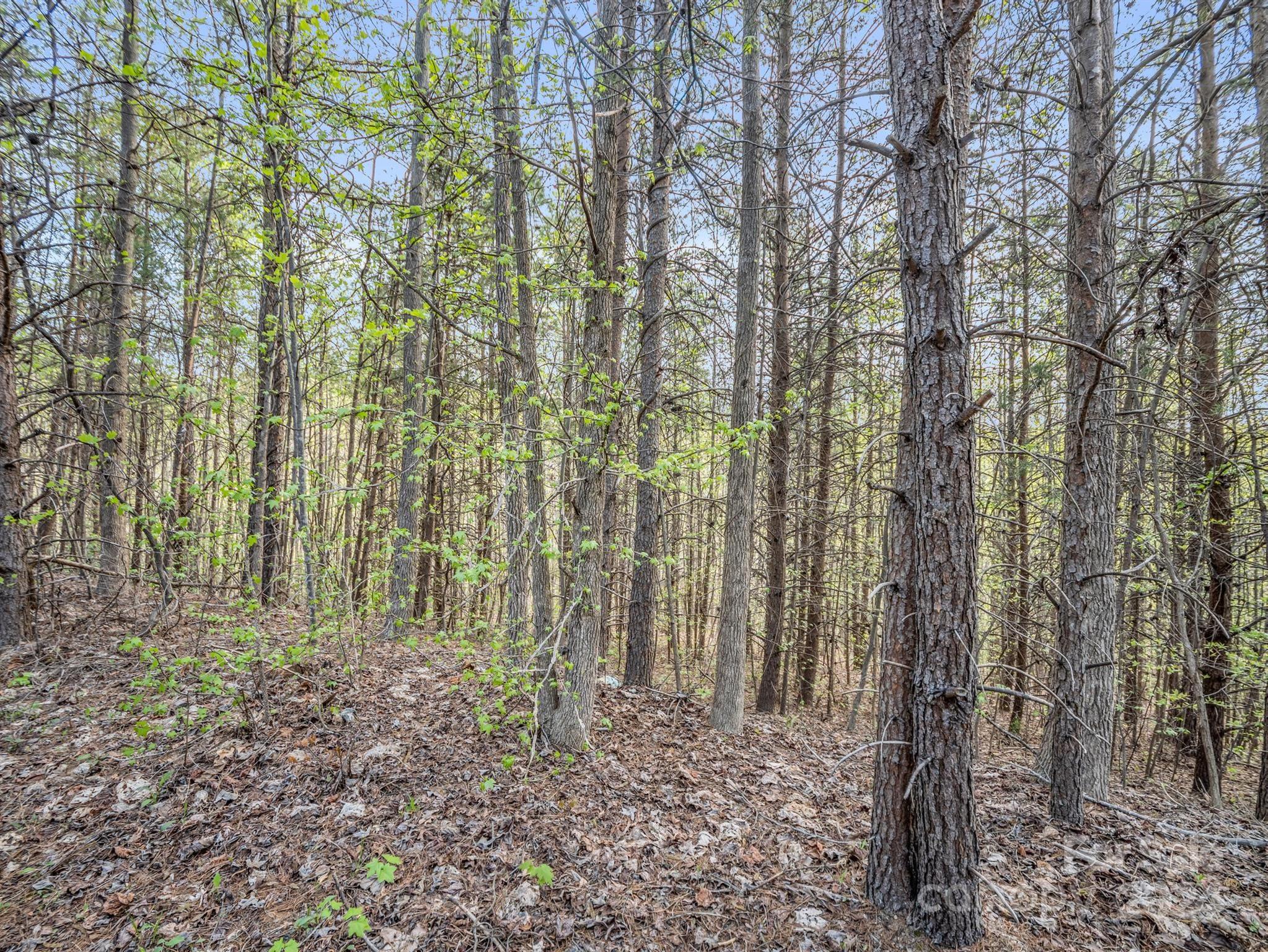 0 Equestrian Drive Ellenboro, NC 28040 - Photo 11 of 29 a view of three trees