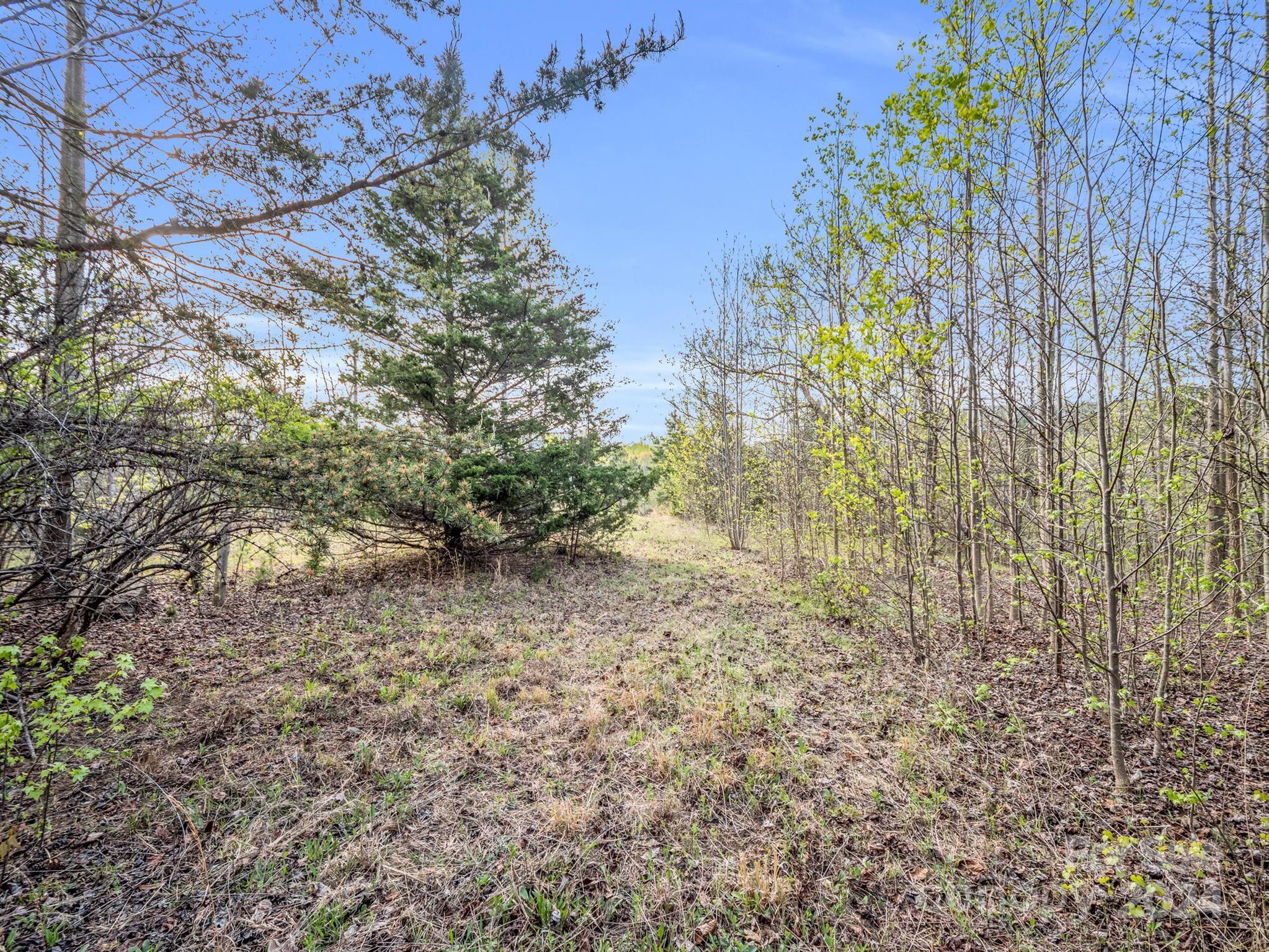 0 Equestrian Drive Ellenboro, NC 28040 - Photo 5 of 29 a plant that is in middle of the green field