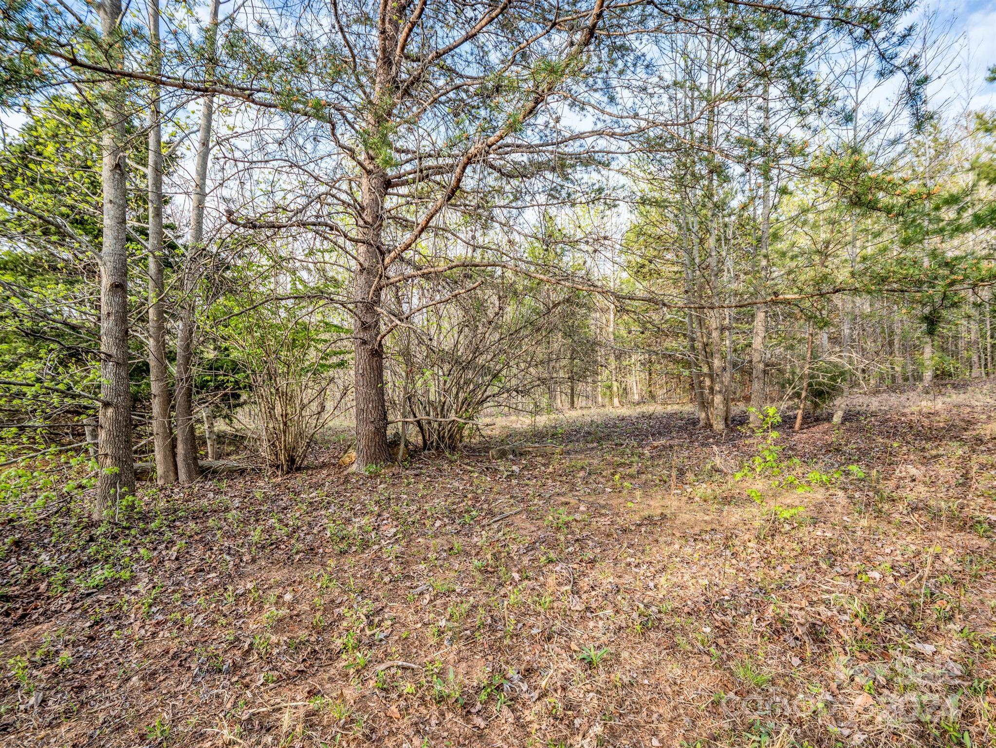 0 Equestrian Drive Ellenboro, NC 28040 - Photo 8 of 29 a big yard with large trees