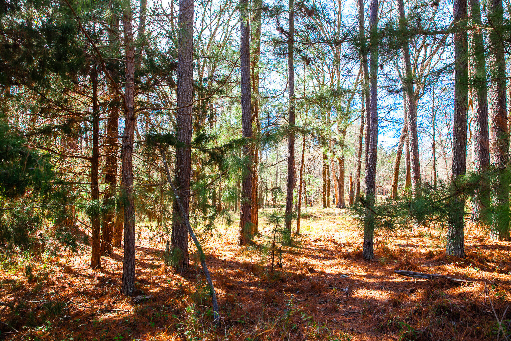 Lot 7 Mistletoe Road Appling, GA 30802 - Photo 2 of 9 IMG_1074