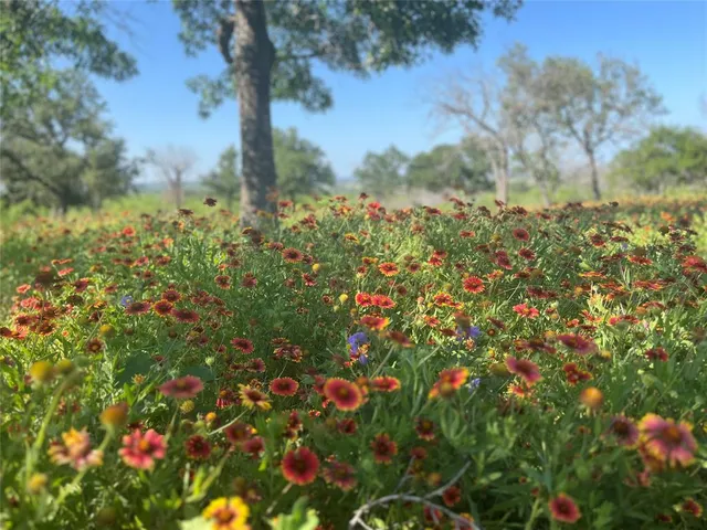 a view of a bunch of flowers