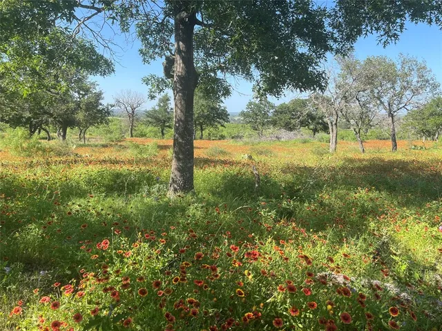 a view of a yard with a tree