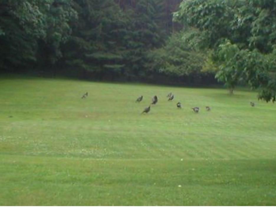 612 College Lodge Road Indiana, PA 15701 - Photo 27 of 31 a view of a green field