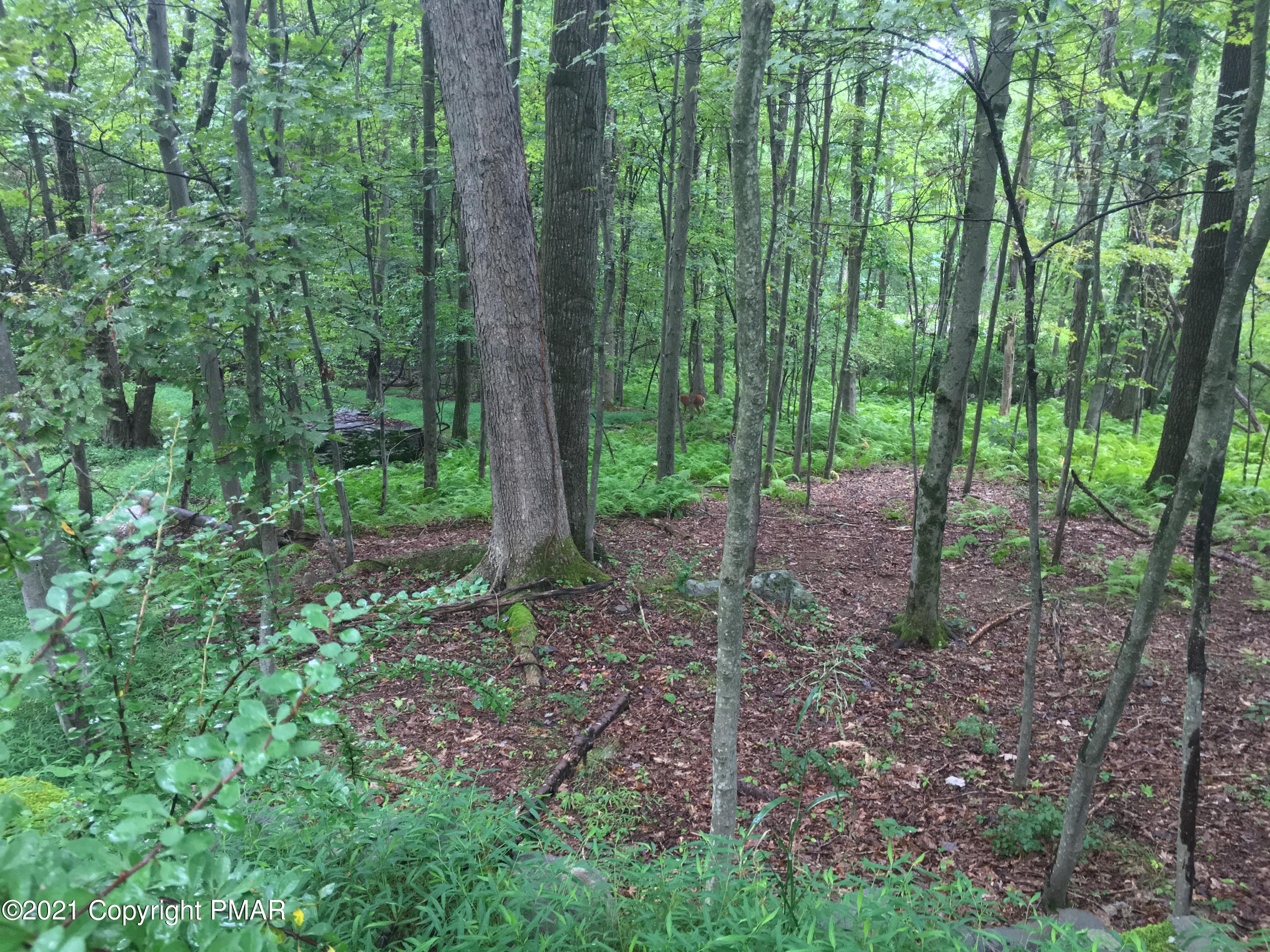 576 Frantz Hill Road Scotrun, PA 18355 - Photo 6 of 8 a view of a forest that has large trees