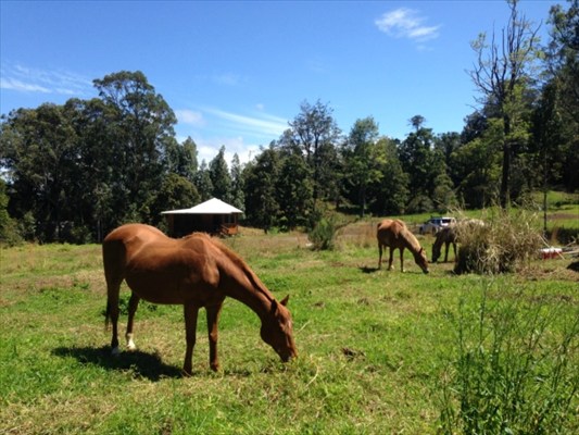 41-1679 Homestead Road Ookala, HI 96774 - Photo 13 of 25 Gallery Image 13