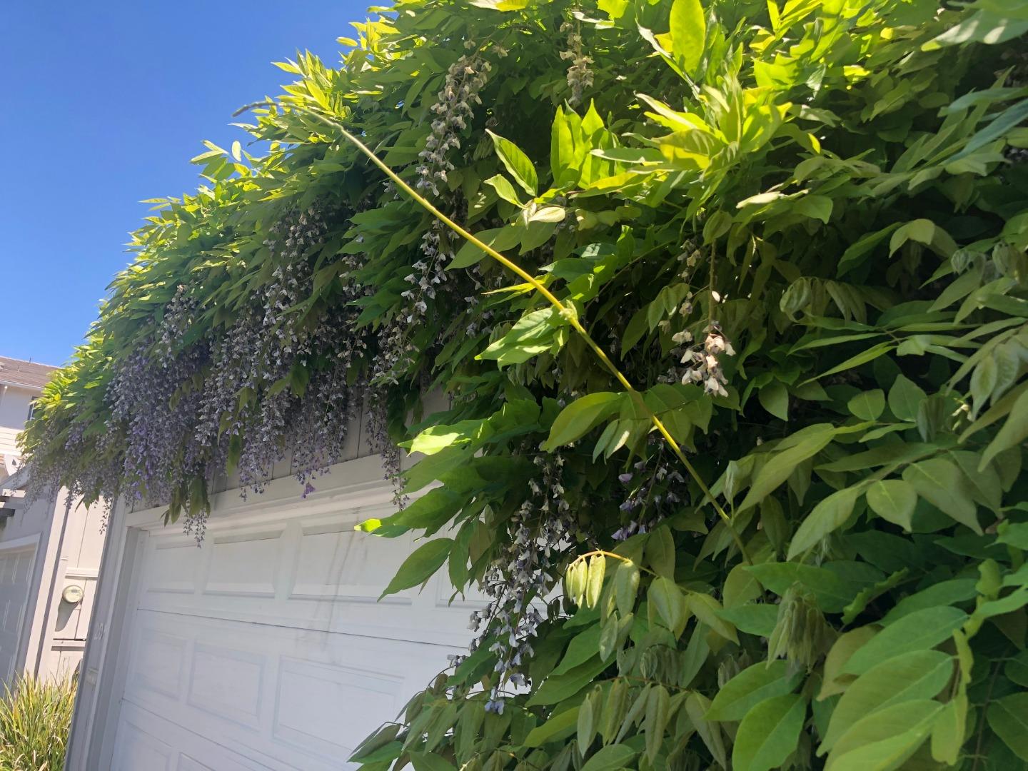 213 Ortega Avenue Mountain View, CA 94040 - Photo 29 of 37 a backyard of a house with lots of green tree