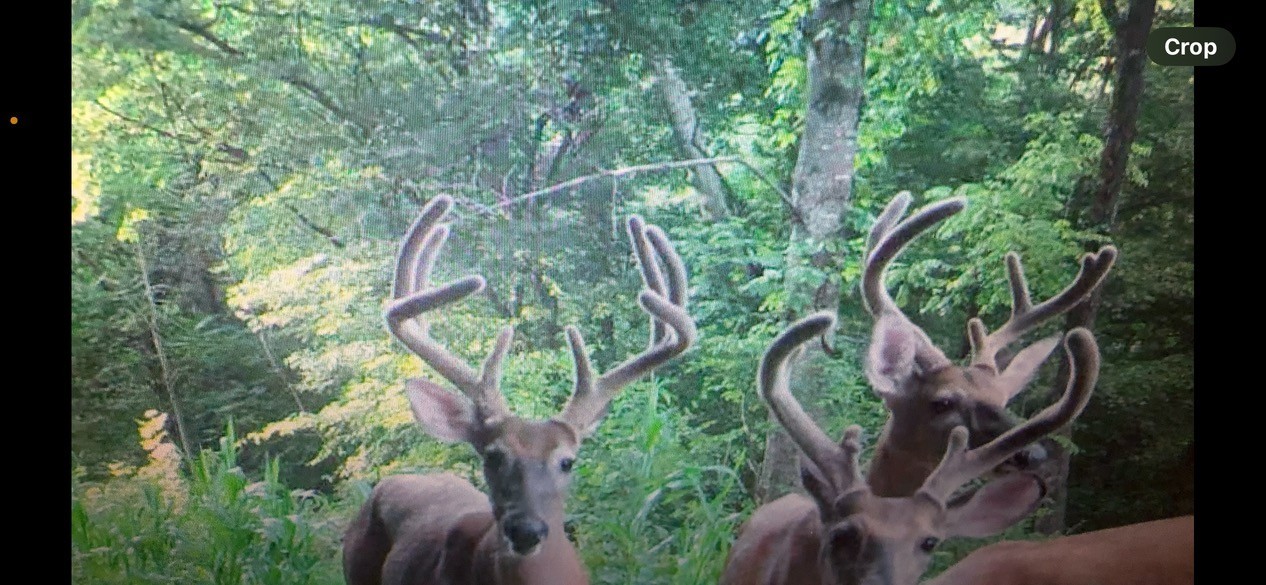 715 Rogues Fork Road Bethpage, TN 37022 - Photo 46 of 68 a view of a yard
