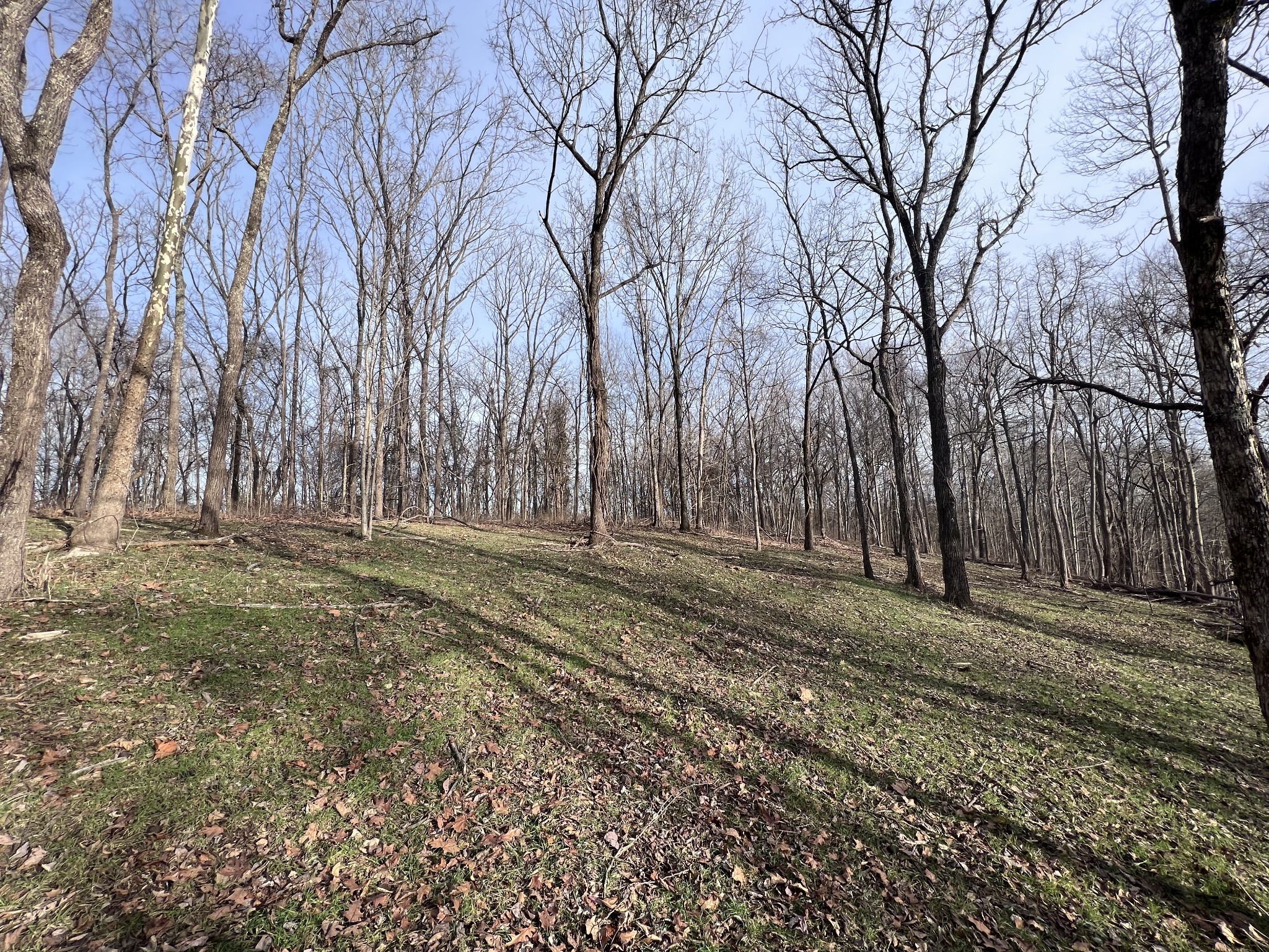715 Rogues Fork Road Bethpage, TN 37022 - Photo 53 of 68 a view of a backyard with large trees