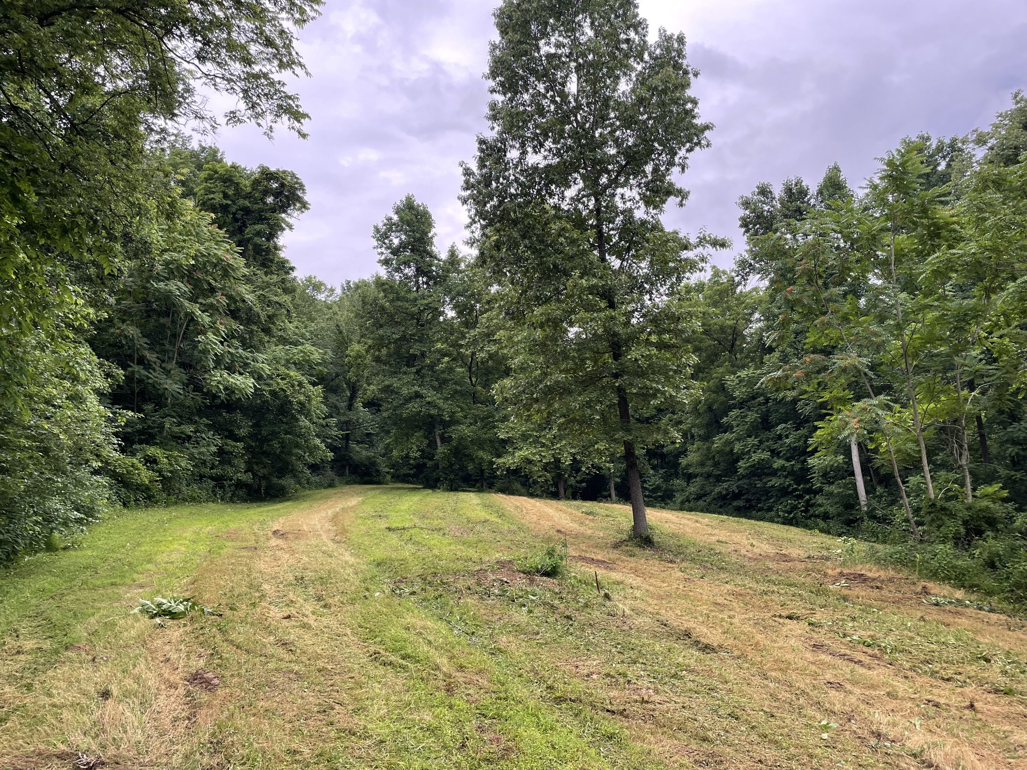 715 Rogues Fork Road Bethpage, TN 37022 - Photo 55 of 68 a view of a yard with a tree