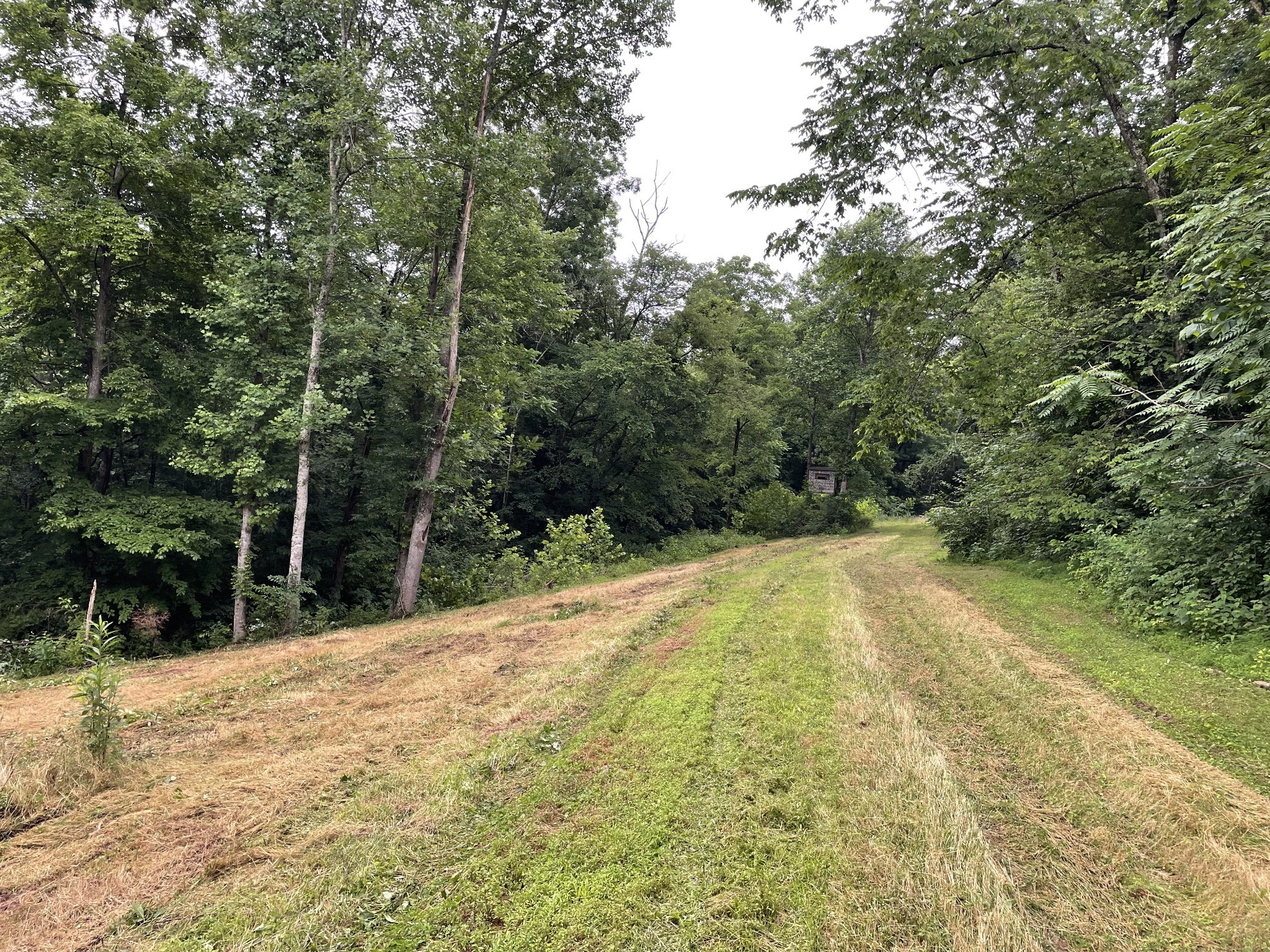 715 Rogues Fork Road Bethpage, TN 37022 - Photo 56 of 68 a view of outdoor space and yard
