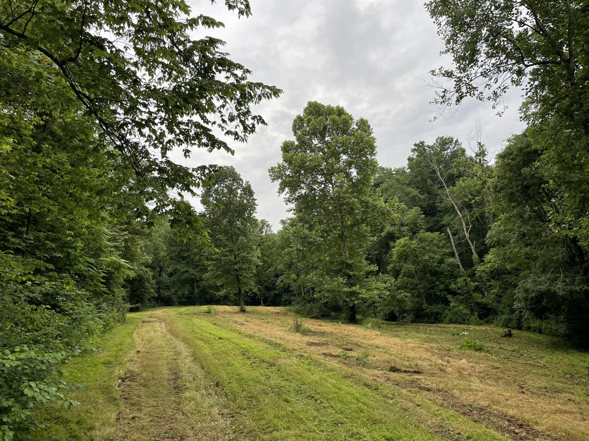 715 Rogues Fork Road Bethpage, TN 37022 - Photo 58 of 68 a view of a yard with a tree