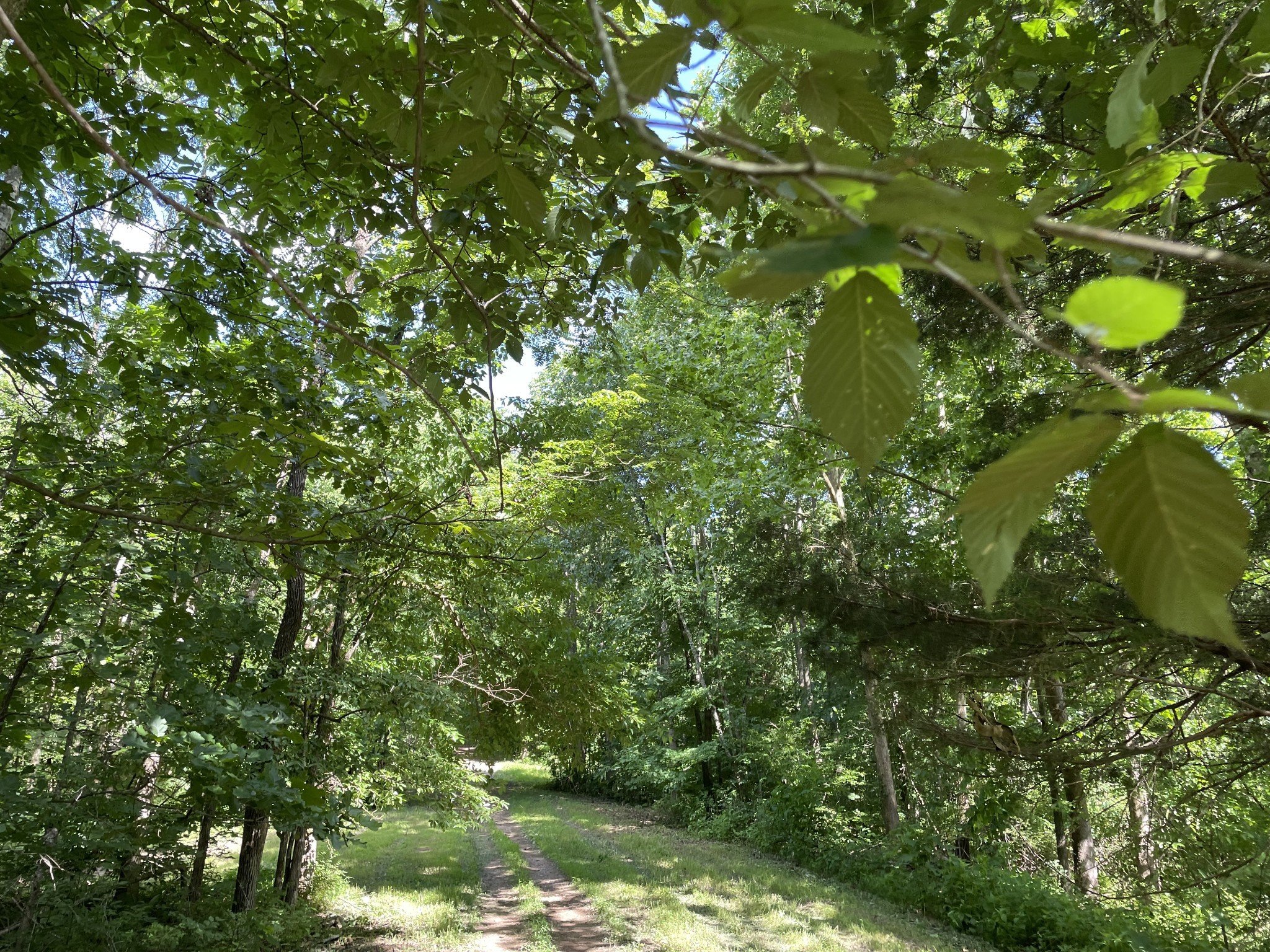 715 Rogues Fork Road Bethpage, TN 37022 - Photo 60 of 68 a backyard of a house with lots of green space