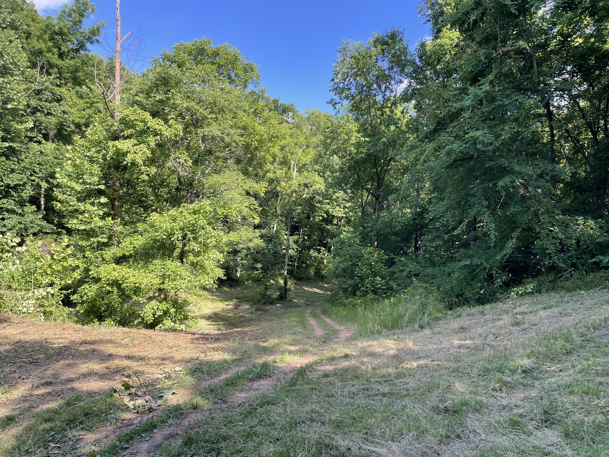 715 Rogues Fork Road Bethpage, TN 37022 - Photo 63 of 68 a view of a yard with a tree