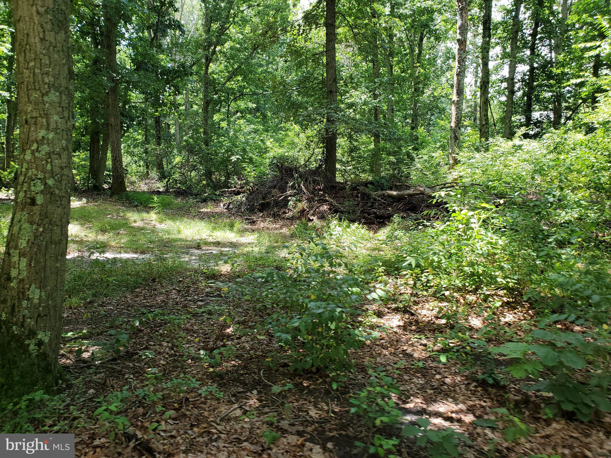 559 Erial Road Sicklerville, NJ 08081 - Photo 42 of 43 Woods w/Trails