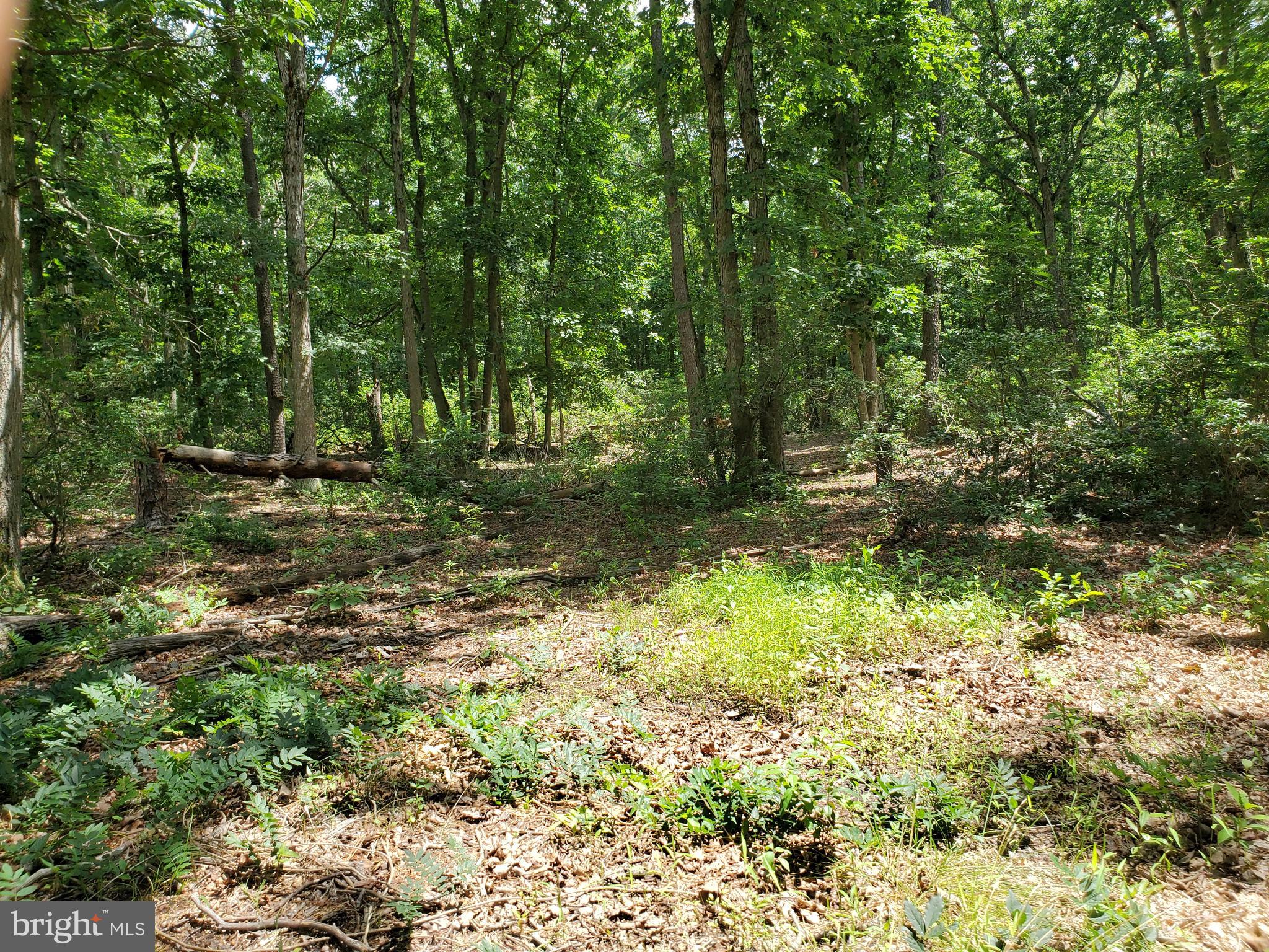 559 Erial Road Sicklerville, NJ 08081 - Photo 43 of 43 Woods W/Trails