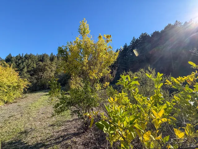a view of a tree with a yard