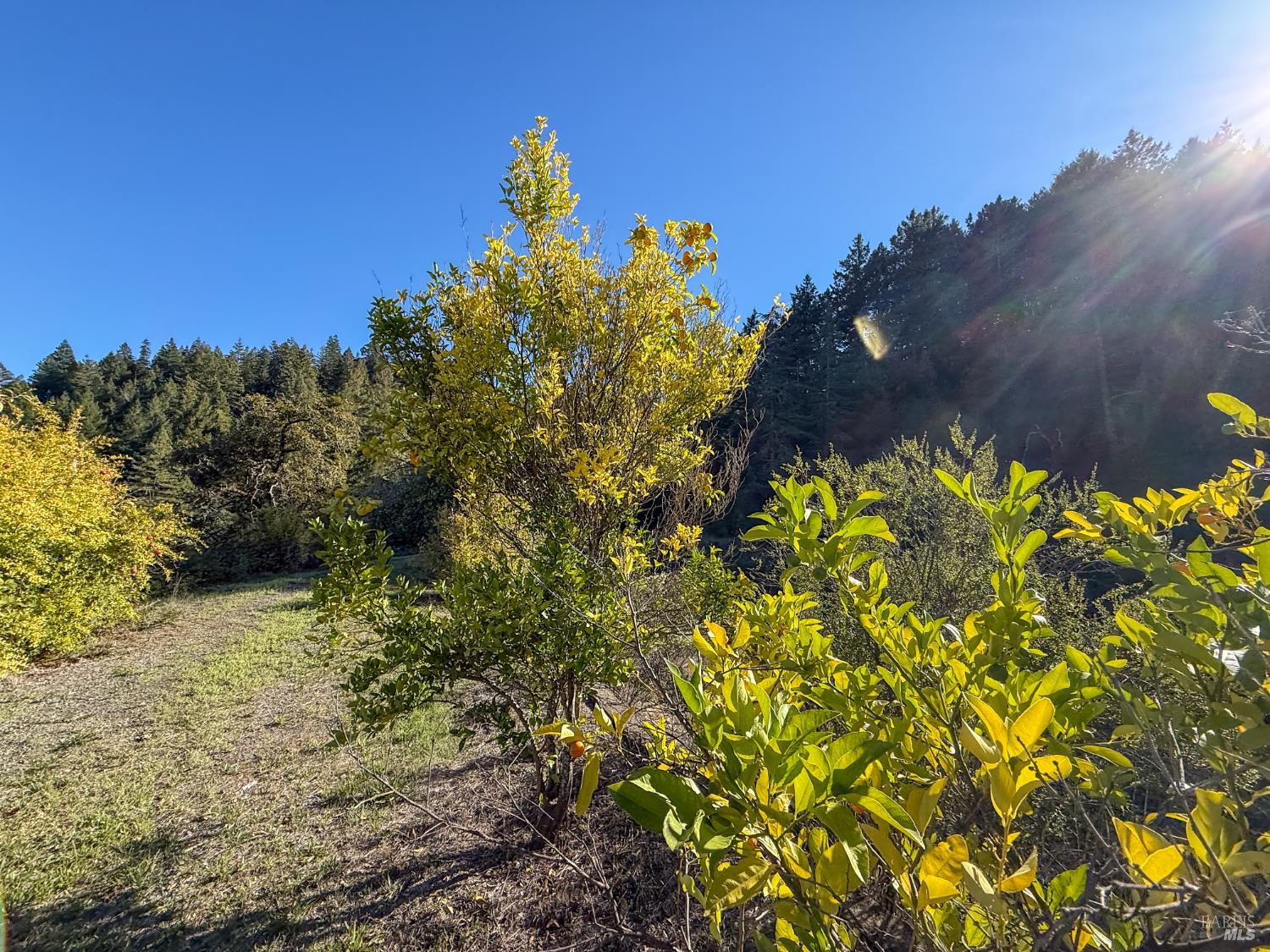 2300 Brack Road Healdsburg, CA 95448 - Photo 30 of 41 a view of a tree with a yard