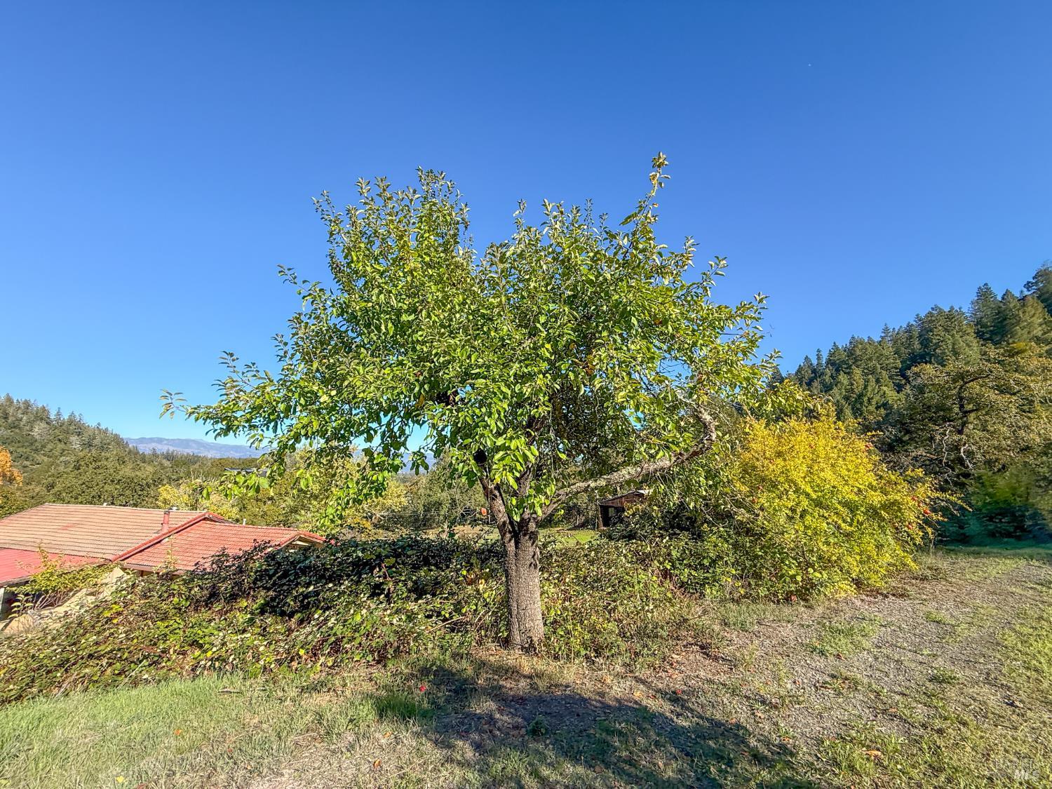 2300 Brack Road Healdsburg, CA 95448 - Photo 31 of 41 a view of a tree with a yard