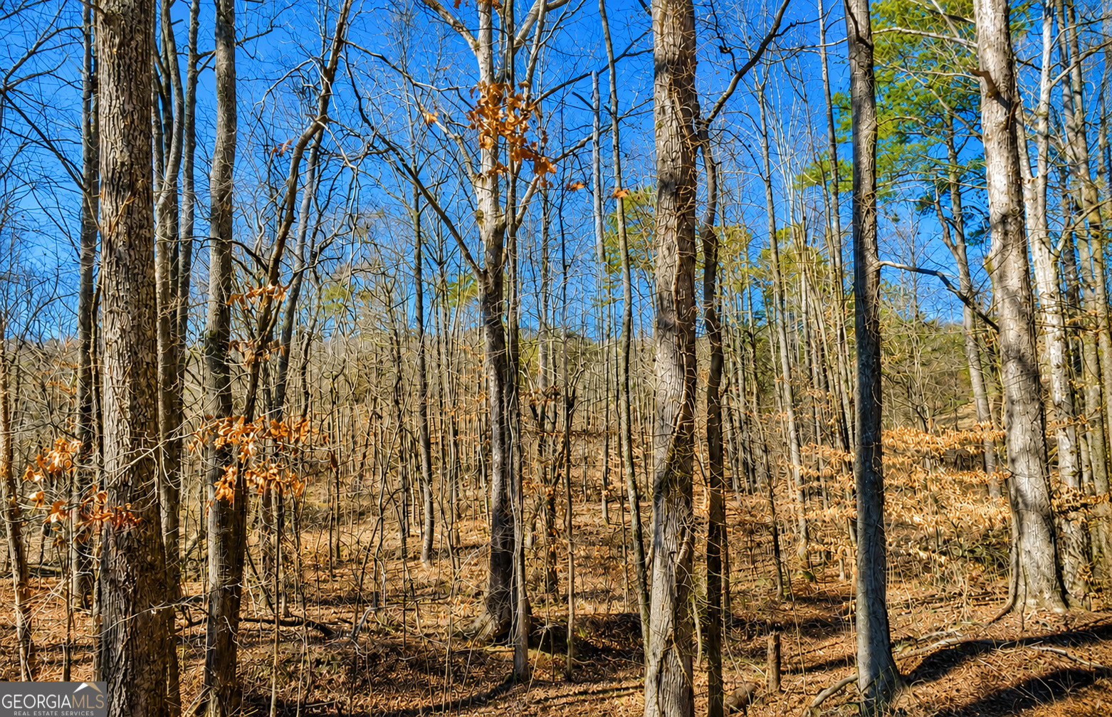 2-acres Pettit Road Jasper, GA 30143 - Photo 2 of 8