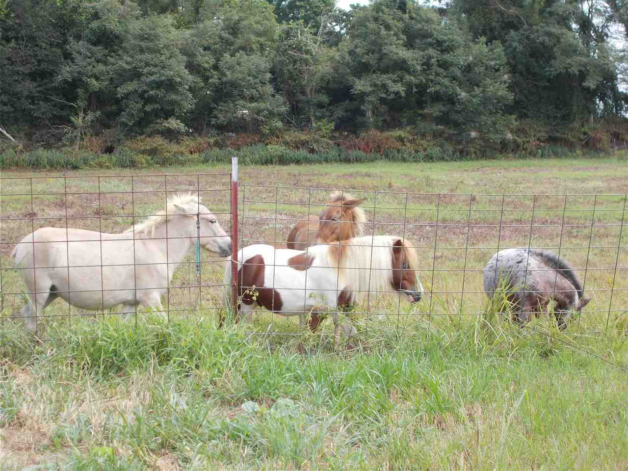 2000 Walnut Grove Road Ripley, TN 38063 - Photo 2 of 15