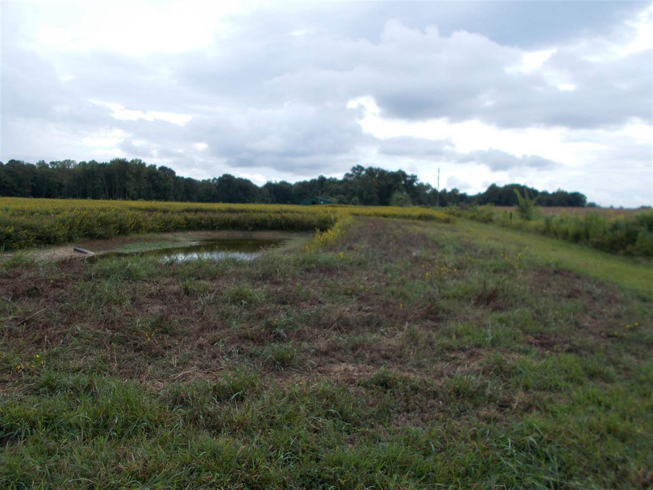2000 Walnut Grove Road Ripley, TN 38063 - Photo 7 of 15
