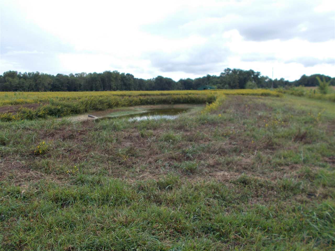 2000 Walnut Grove Road Ripley, TN 38063 - Photo 8 of 15