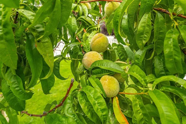 $1,274,900 | 2145 West Grange Avenue, Post Falls, ID 83854