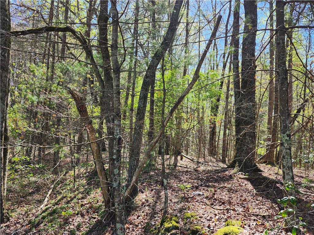 0 Afton Road Dawsonville, GA 30534 - Photo 13 of 28 a view of forest